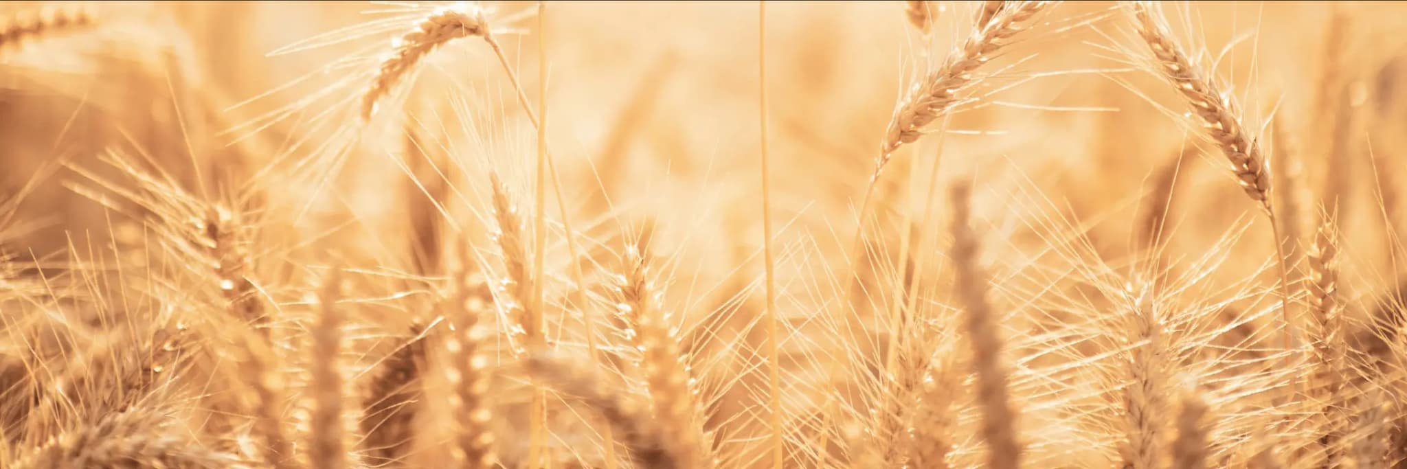 Communication module Plans de subscrición