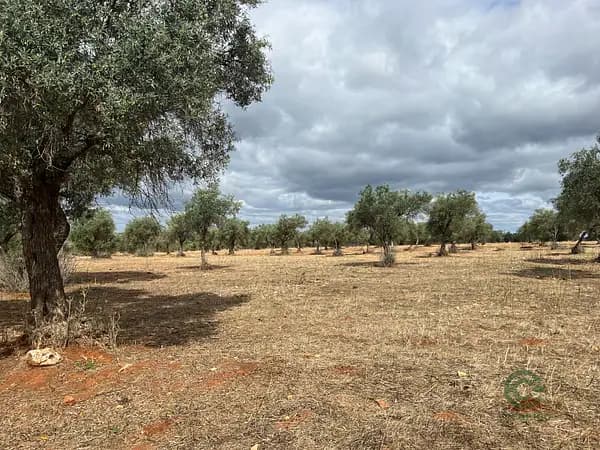 Finca rústica de 138 ha en venta en Sevilla