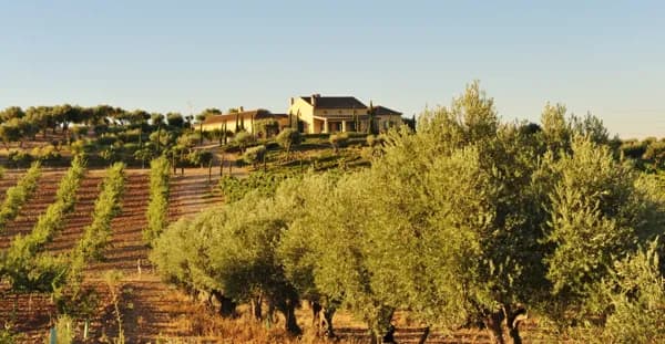 Finca rústica de 20 ha en venta en Toledo