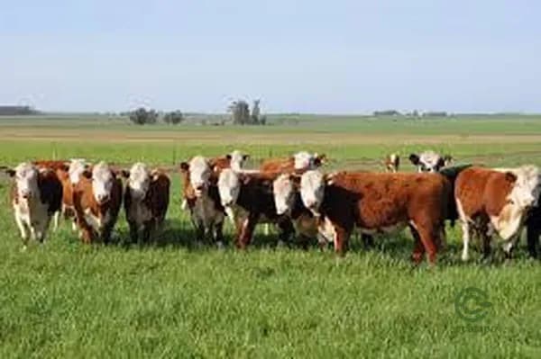 Finca ganadera de 1000 ha en venta en Santiago del estero