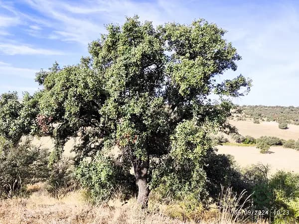 Finca rústica de 80 ha en venta en Toledo