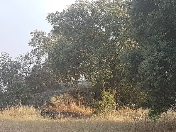 Finca agrícola de 0,4484 ha en venta en Esparragalejo, Badajoz