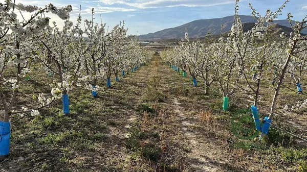 Finca agrícola de 8,6 ha en alquiler en Alicante