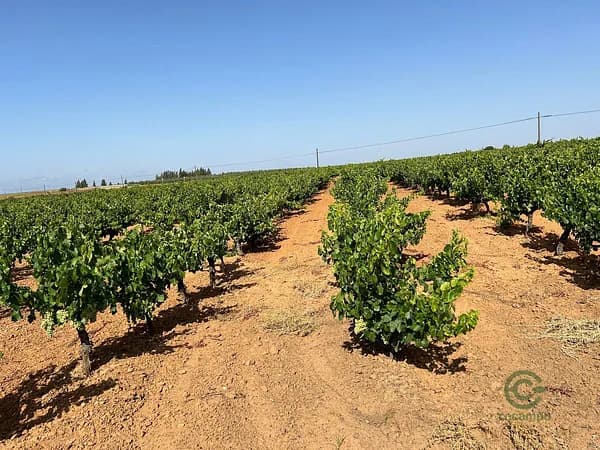 Finca agrícola de 0,76 ha en venta en Bollullos par del condado, Huelva