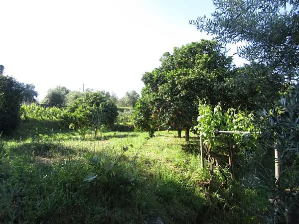 Agricultural property of 0,35 ha for sale in Santarém