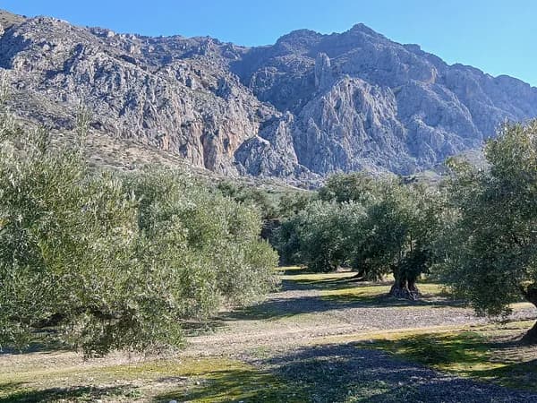 Finca agrícola de 0,73 ha en venta en Jaén