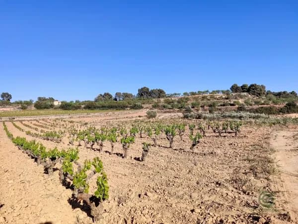 Finca agrícola de 7 ha en venta en Tarragona