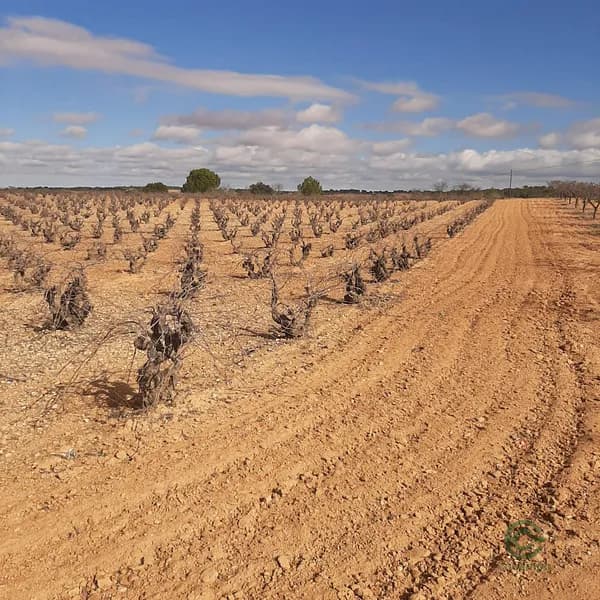 Finca agrícola de 1,0451 ha en venta en Fuentealbilla, Albacete