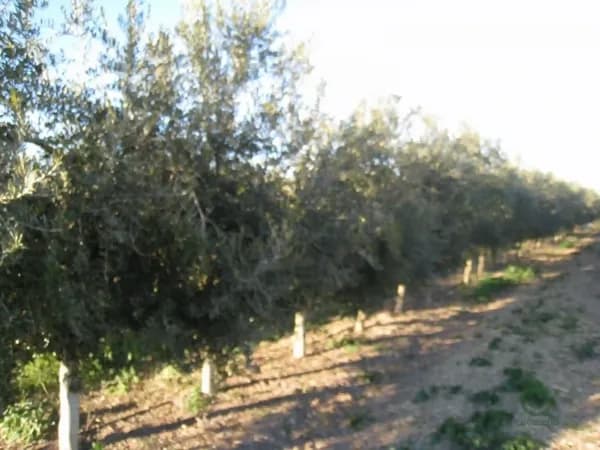 Finca agrícola de 7,325 ha en venta en Sevilla