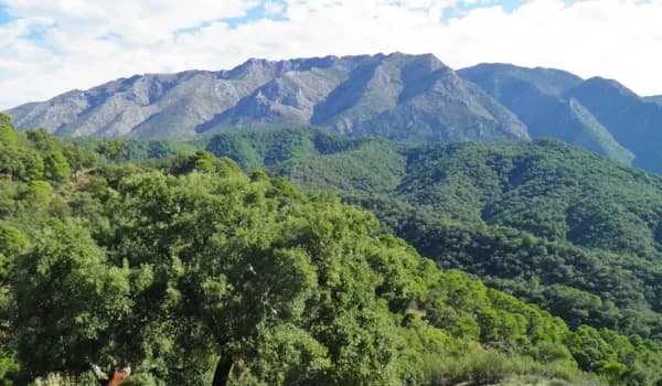 Finca rústica de 2500 ha en venta en Málaga