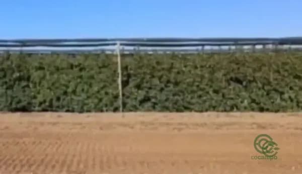 Finca agrícola de 0,66 ha en venta en Castelldans, Lleida