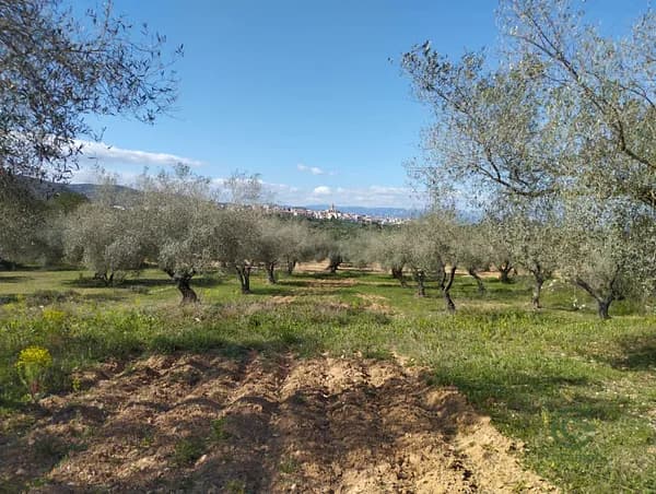 Finca agrícola de 0,4765 ha en venta en Traiguera, Castellon