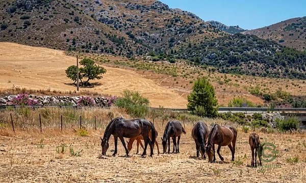 Finca rústica de 161 ha en venta en Málaga