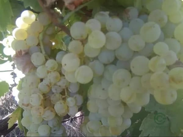 Finca agricola di 0,3 ha per vendita a Lazio