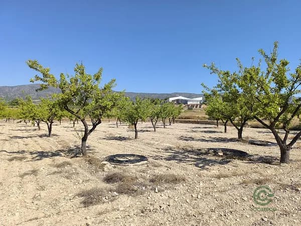Finca agrícola de 0,3753 ha en venta en Monovar - monover, Alicante