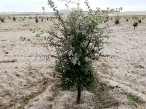 Finca rústica de 25 ha en venta en Almenara de adaja, Valladolid
