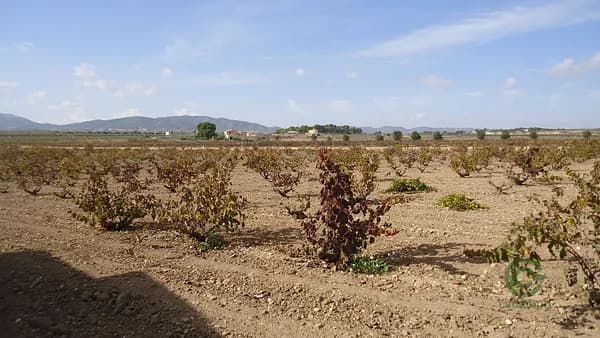 Agricultural property of 13,82 ha for sale in Alicante
