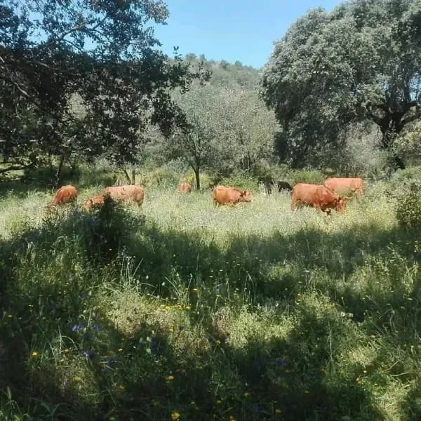 Finca de recreo de 56 ha en venta en Badajoz