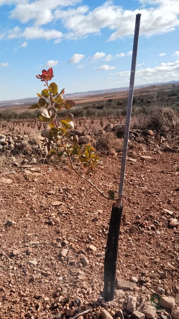 Finca agrícola de 5,5 ha en venta en Zaragoza