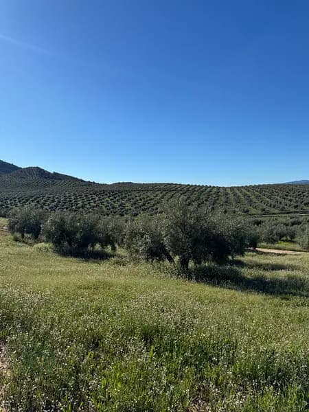 Finca rústica de 142 ha en venta en Jaén