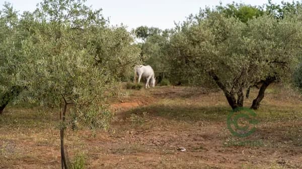 Finca agrícola de 5,7 ha en venta en Jaén