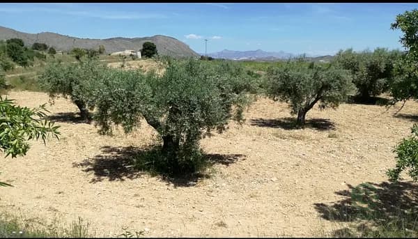 María Salud Botella