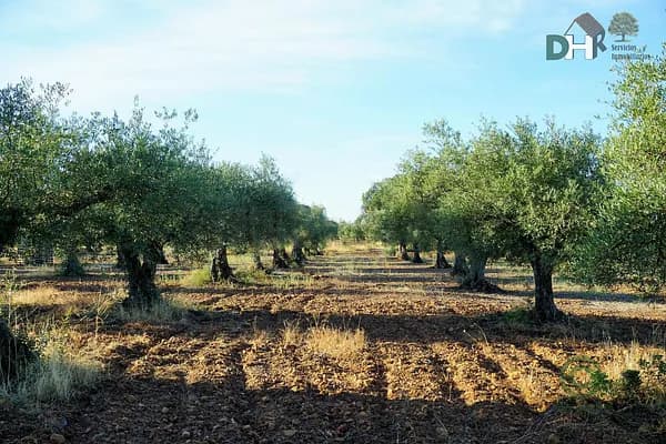 Finca rústica de 15 ha en venta en Badajoz