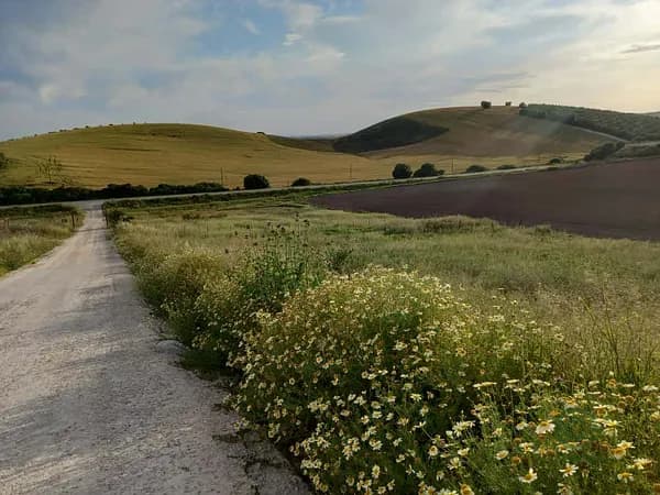 Finca agrícola de 0,1 ha en venta en Arcos de la frontera, Cadiz