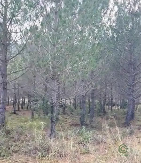 Finca rústica de 0,15 ha en alquiler en Barcelona