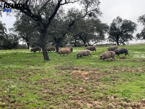 Finca rústica de 34 ha en venta en Badajoz