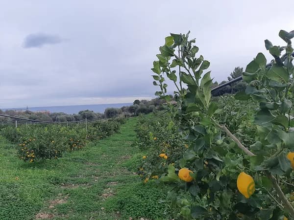 Finca agricola di 6,1 ha per vendita a Calabria