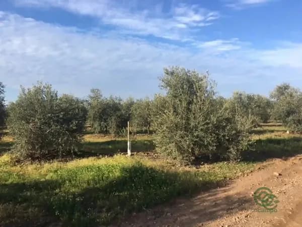 Finca agrícola de 70 ha en venta en Sevilla