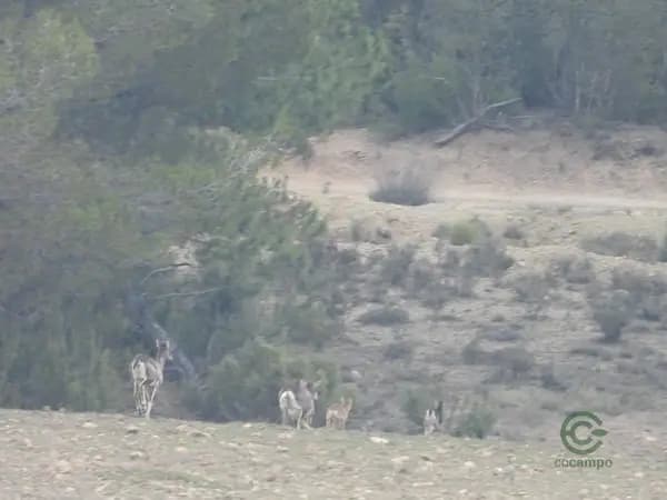 Finca rústica de 1900 ha en venta en Cuenca
