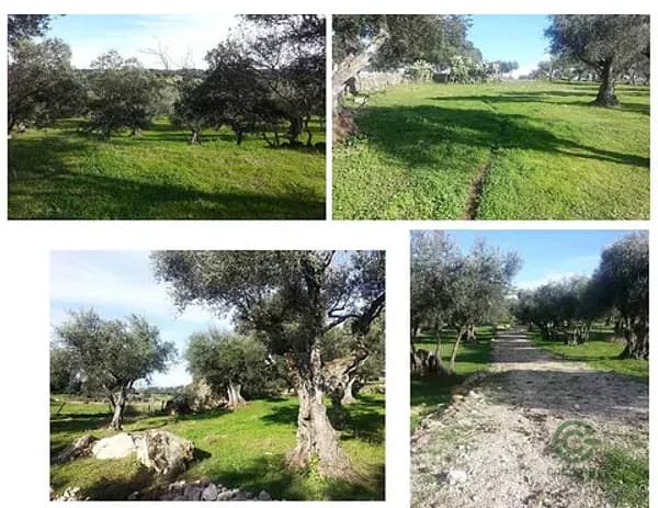 Finca rústica de 0,53 ha en venta en Cáceres