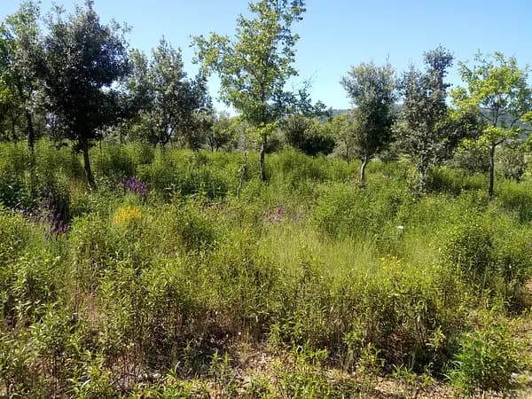 Finca rústica de 50 ha en venta en Toledo