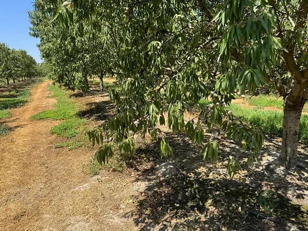 Finca rústica de 150 ha en venta en Cáceres