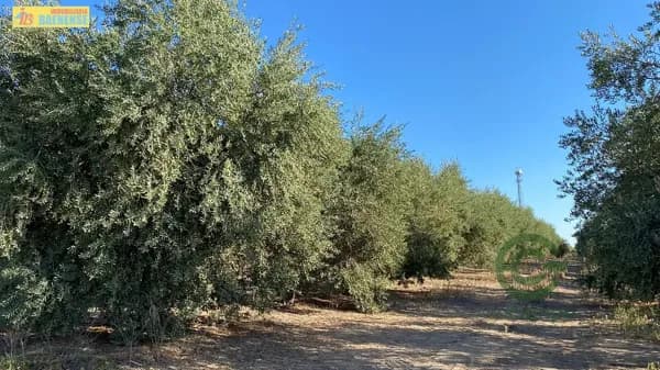 Finca rústica de 160 ha en venta en Sevilla