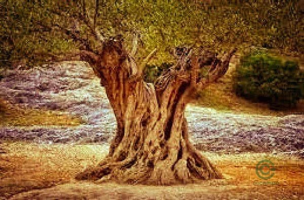 Finca rústica de 0,8883 ha en venta en Rossell, Castellon