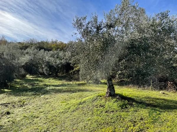 Finca agrícola de 1,8 ha en venta en Toledo