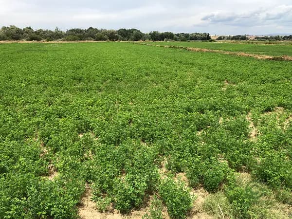 Finca agrícola de 0,85 ha en venta en Zaragoza