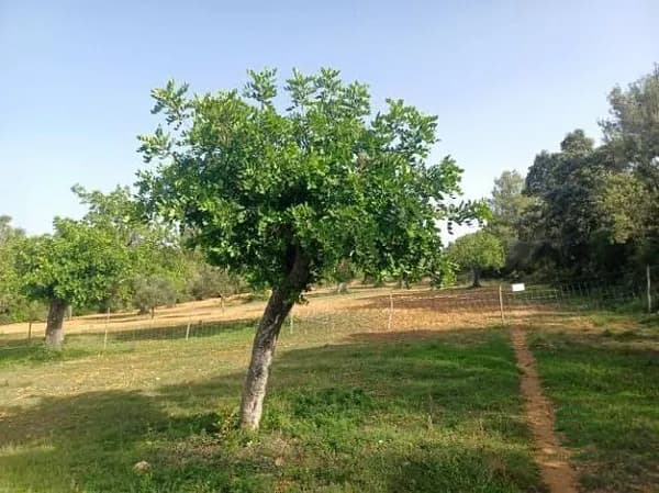 Finca rústica de 0,33 ha en venta en Baleares