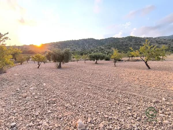 Finca agrícola de 0,4797 ha en venta en Pinoso, Alicante