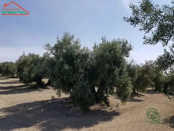 Finca agrícola de 1,5 ha en venta en Villacarrillo, Jaen