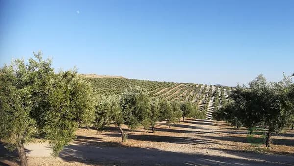 Finca agrícola de 1714 ha en venta en Jaén