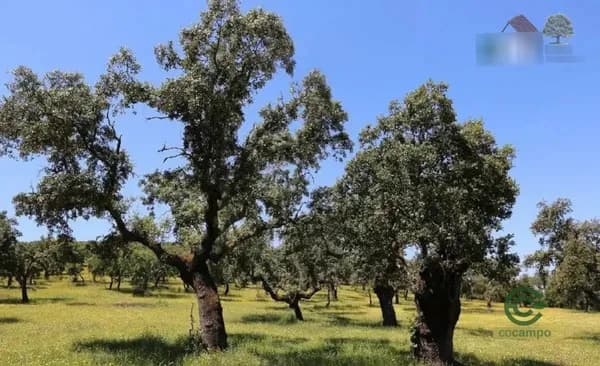 Finca rústica de 500 ha en venta en Badajoz