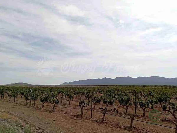 Finca agrícola de 40 ha en venta en Yecla, Murcia