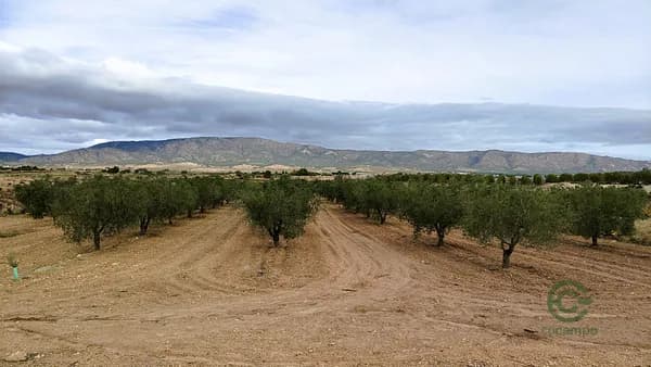 Agricultural property of 3,08 ha for sale in Alicante