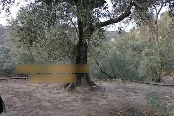 Finca agrícola de 0,35 ha en venta en Lecrin, Granada