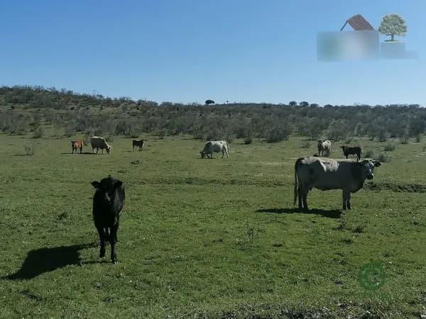 Finca ganadera de 550 ha en venta en Cáceres
