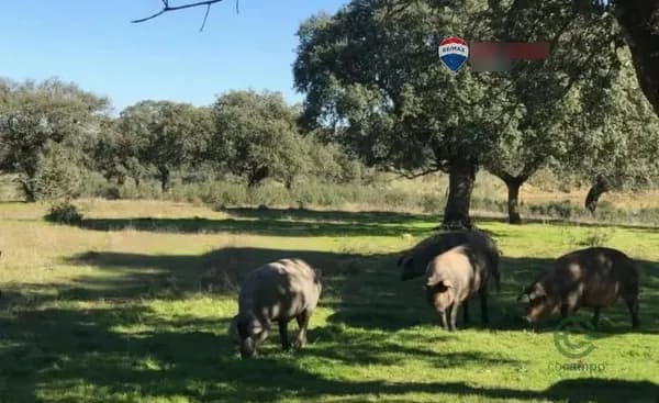 Finca rústica de 463 ha en venta en Badajoz, Badajoz